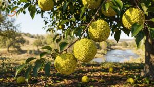Osage Orange Tree Fruit: Identifying the Tree With Small Orange Fruit