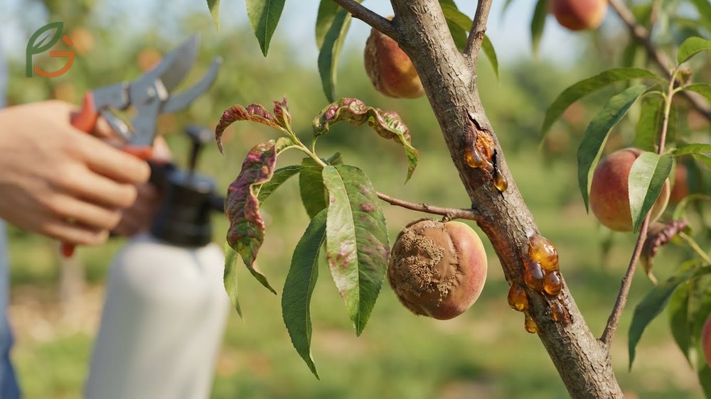 Other common peach tree diseases like brown rot and gummosis affecting tree health and fruit quality.