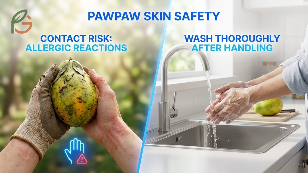 Gardener wearing gloves for pawpaw skin safety to prevent allergic contact dermatitis and rashes.