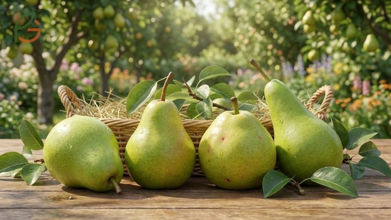 Green skinned pear variety encompassing Anjou Bartlett and Comice cultivars for identification.