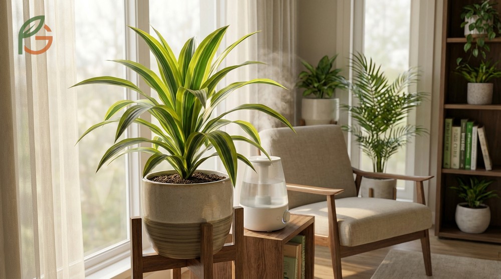 Dracaena lemon lime plant care requires 200-400 foot-candles of indirect light to prevent leaf scorching.