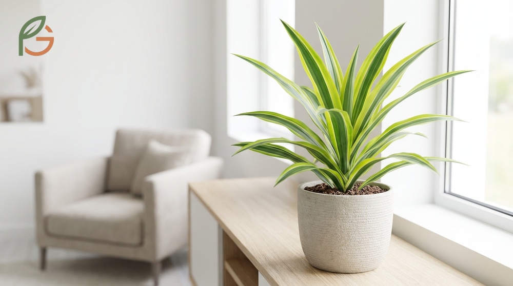 Dracaena warneckii lemon lime plant thrives in a well-draining soil mix of 2 parts potting soil and 1 part perlite.