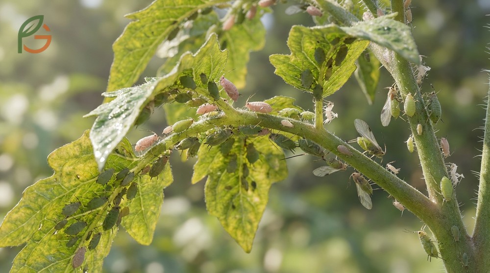 Aphids on tomato plants cluster on new growth causing leaf curl and leaving sticky honeydew deposits on stems.