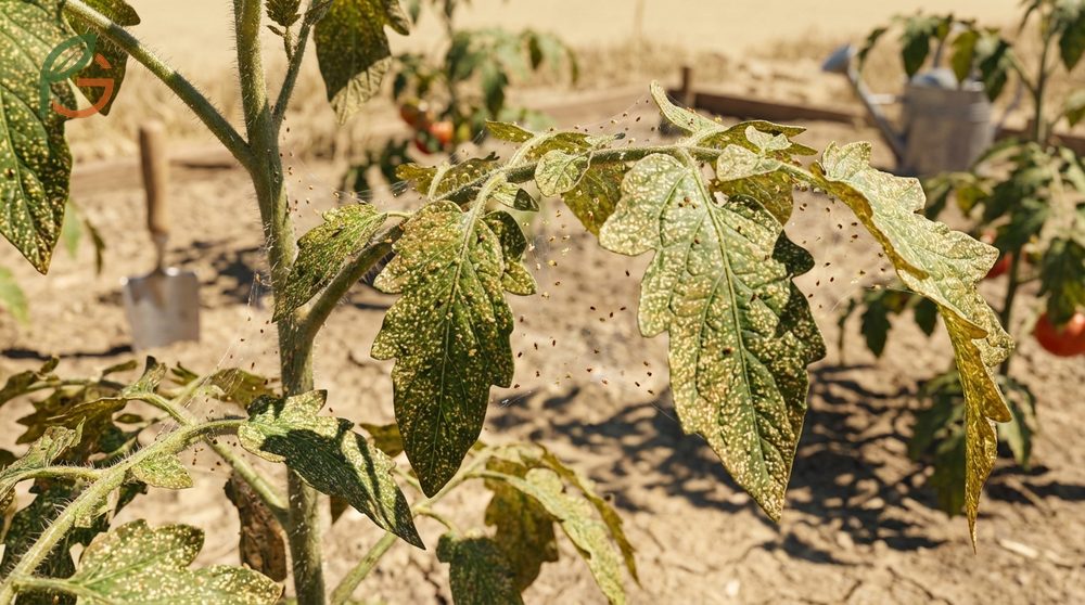 Spider mites on tomato plants create webbing and yellow stippling on leaves during hot and dry summer weather.