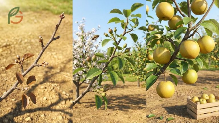 Asian pear fruit tree growing cycle from dormant buds to harvest in a home orchard.