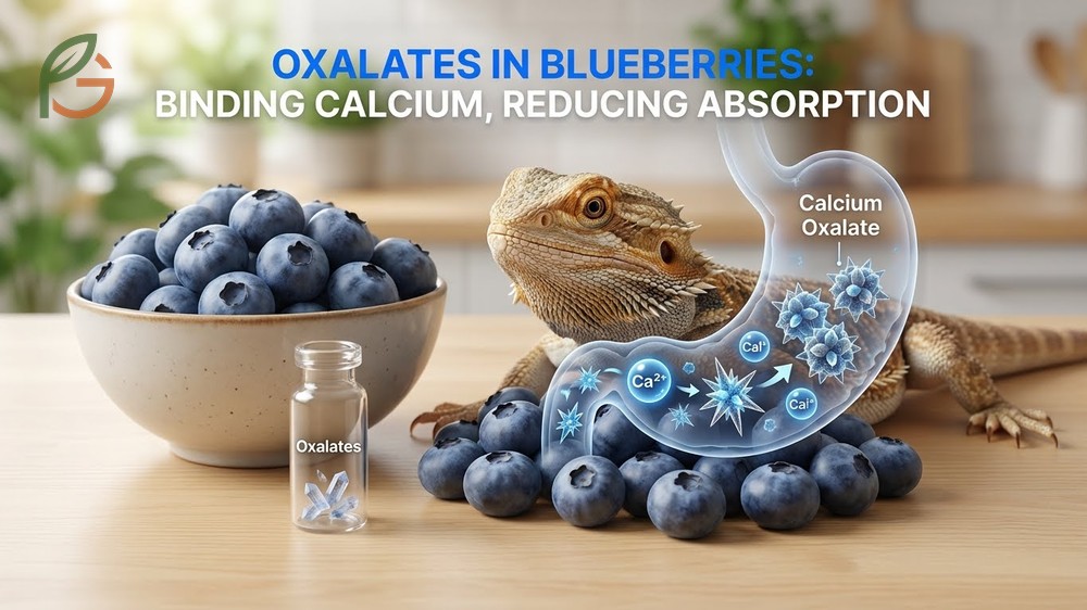 Oxalates in blueberries at 3 to 5 mg per 100g binding with calcium and reducing absorption in reptiles.