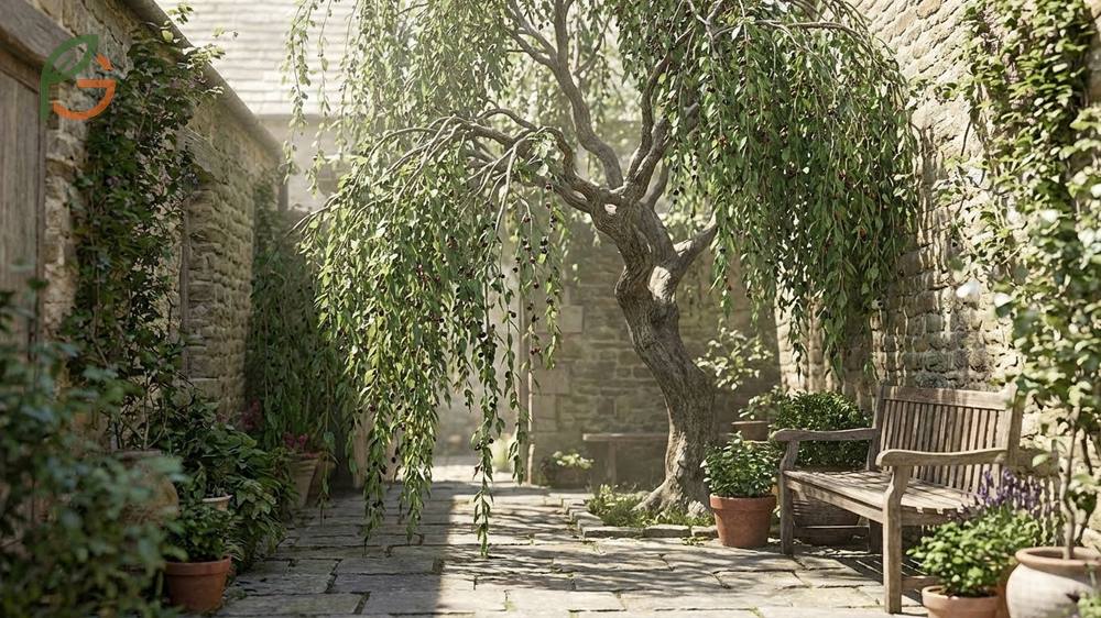 Pendulous mulberry variety uses highlighting its value as a living sculpture for small gardens, courtyards, and urban streetscapes.