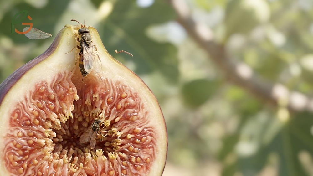 Fig wasp pollination cycle illustrating the mutualistic relationship and ficin enzyme breakdown.