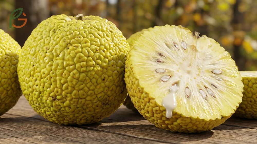 Osage orange tree fruit appearance characterized by deep grooves and ridges resembling a brain with sticky milky sap.
