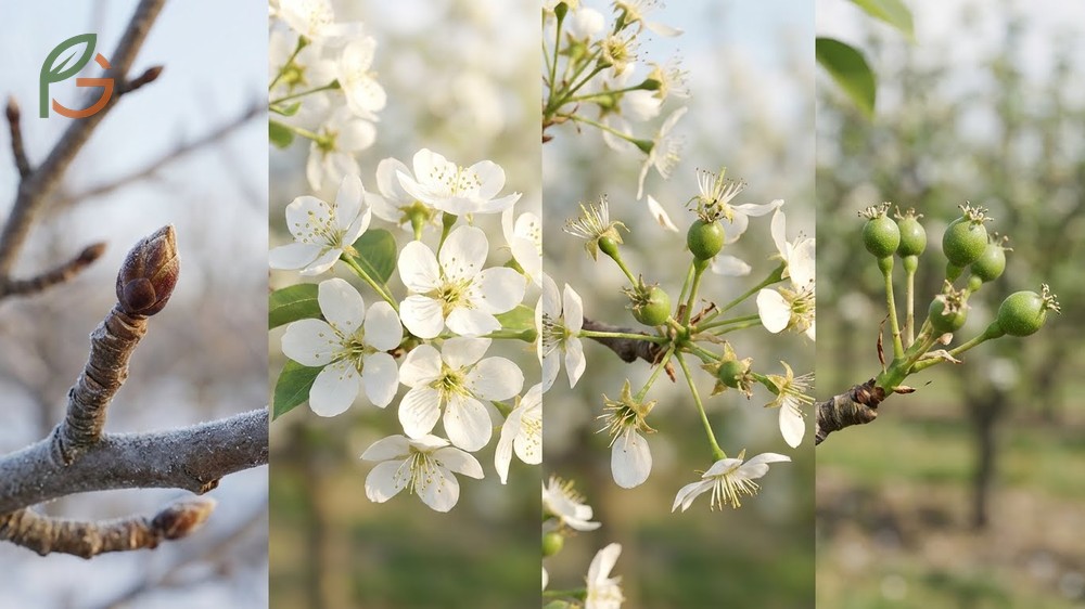Asian pear tree from bud to fruit timeline spanning 150 days of growth.