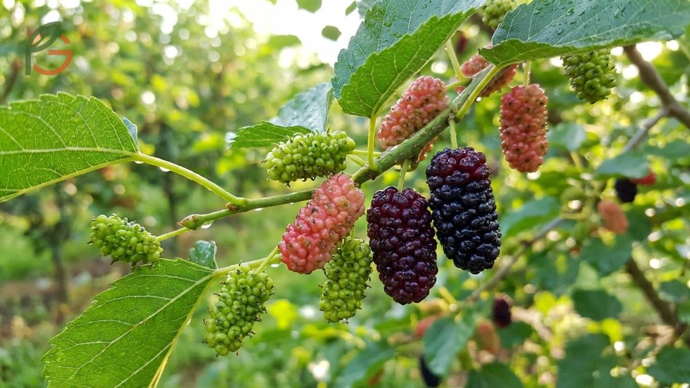 When mulberries ripen showing color progression from green to red to black or white over 25 to 30 days depending on variety.