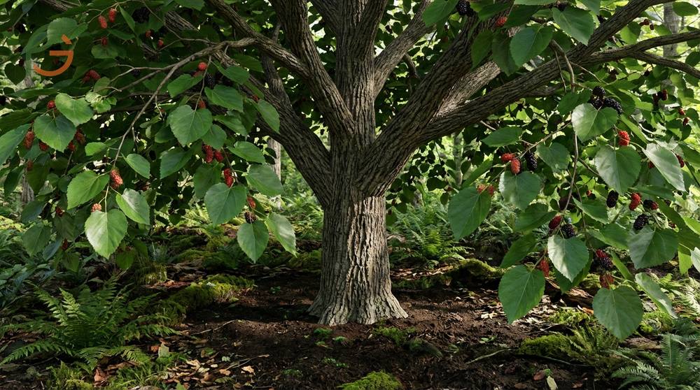 Red mulberry Morus rubra featuring 3 to 5 inch heart shaped leaves and spreading canopy in moist soil.