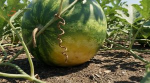 When To Harvest Watermelon: Thump & Tendril