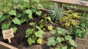 Bad Companion Plants for Cucumbers: What Not to Plant