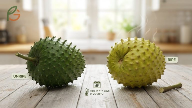 How to tell if soursop is ripe by checking for soft spines and ripening time of 3-5 days at room temperature.