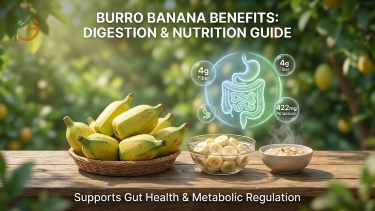 Burro banana benefits include high resistant starch content and 422mg of potassium for metabolic support.