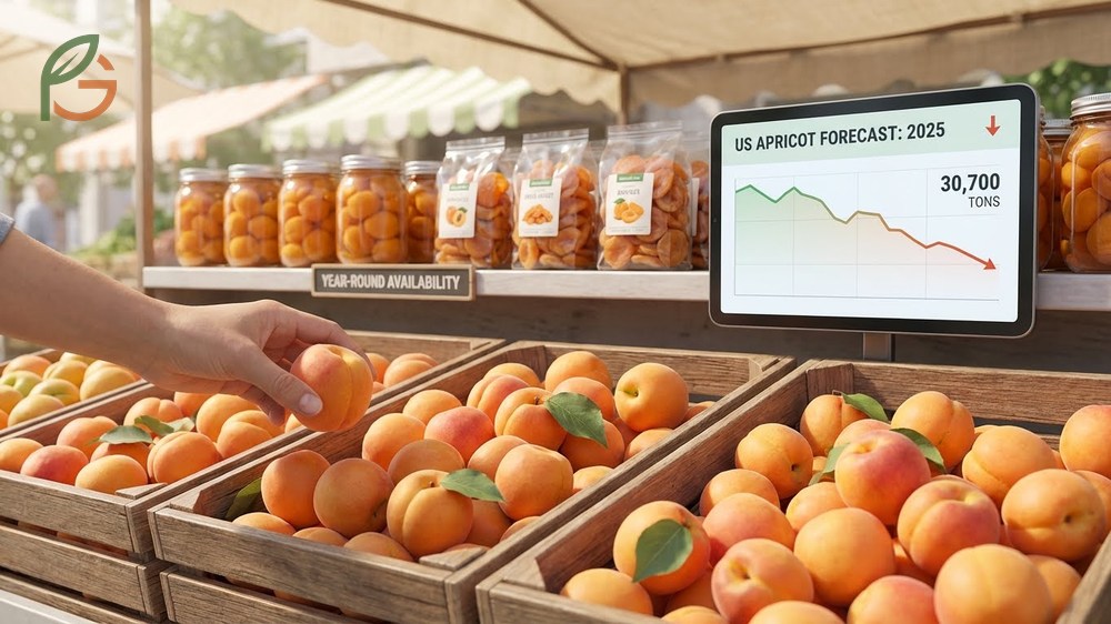 Fresh apricot availability trends in US markets showing the decline in production over recent decades affecting supply.