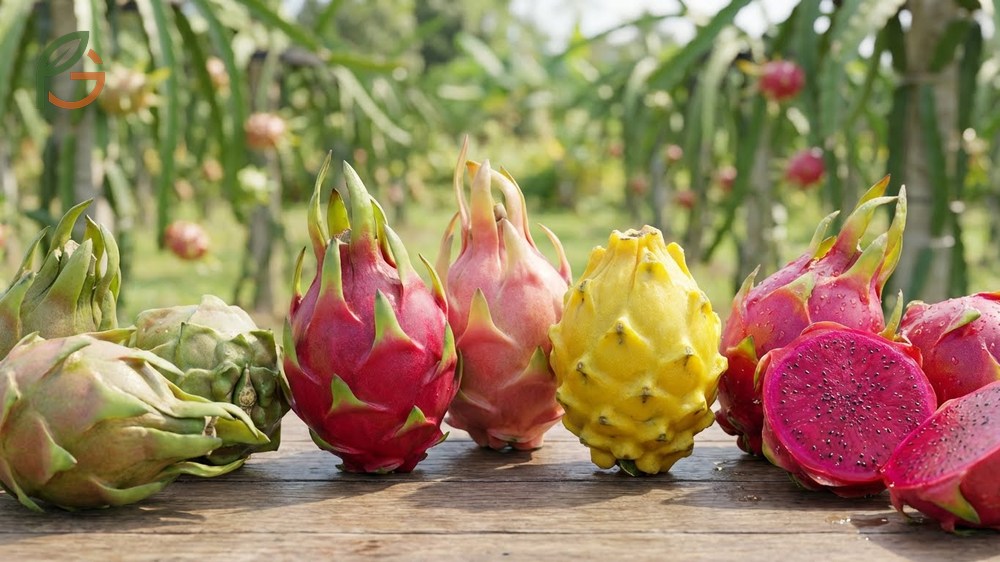 Color ripeness signs vary by variety with red types turning bright fuchsia and yellow types becoming golden.