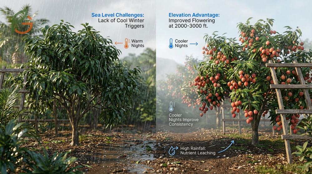 Tropical tree fertilizer strategies involve split applications in high rainfall areas to prevent nutrient leaching and maintain soil pH balance.