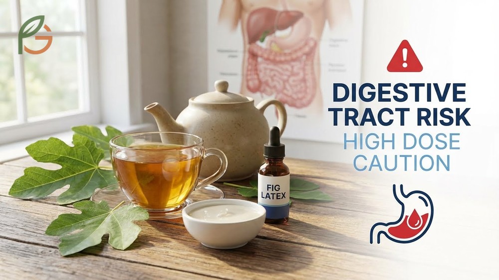 Fig leaf tea side effects and precautions regarding latex allergies and medication interactions.