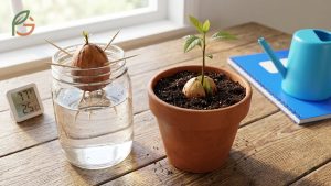 How to Plant an Avocado Seed: Steps for Pits and Stones