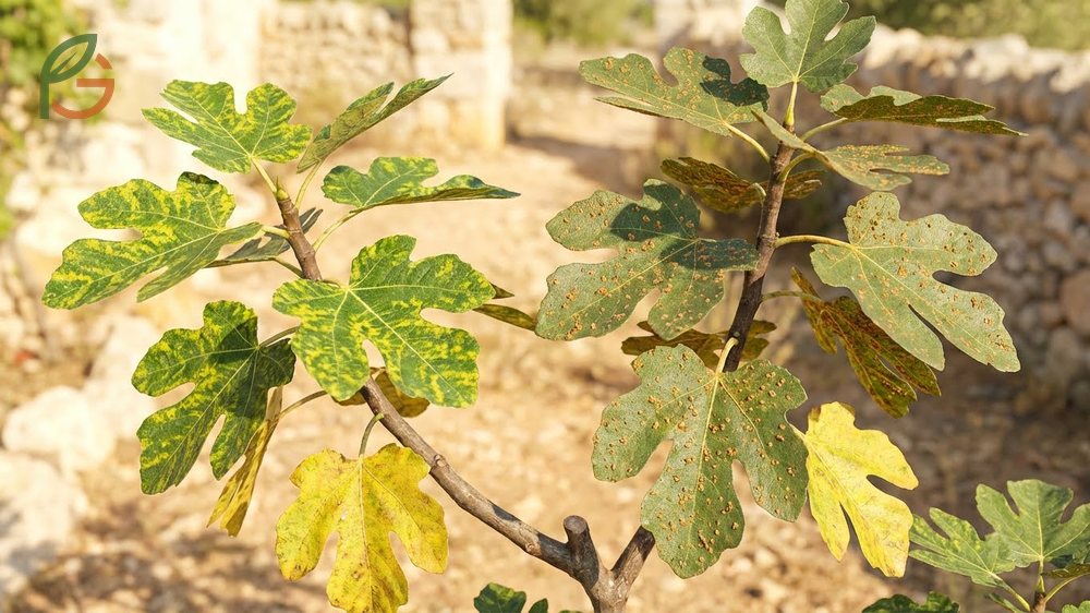 Common fig tree diseases like mosaic virus and rust fungus create distinct yellow spots and patterns on leaves.