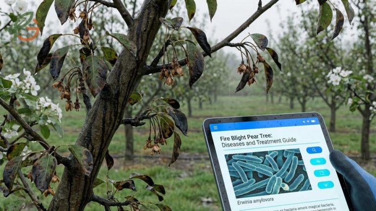 Fire blight pear tree guide covers identifying bacterial symptoms caused by Erwinia amylovora and effective treatment strategies.