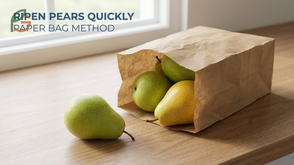 How to ripen pears quickly by placing them in a paper bag with a ripe apple or banana for 1 to 3 days.