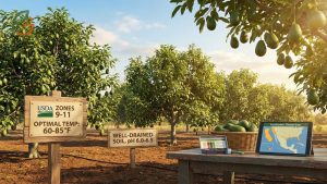 Where Do Avocados Grow? Zones, Climates, and Planting Guide