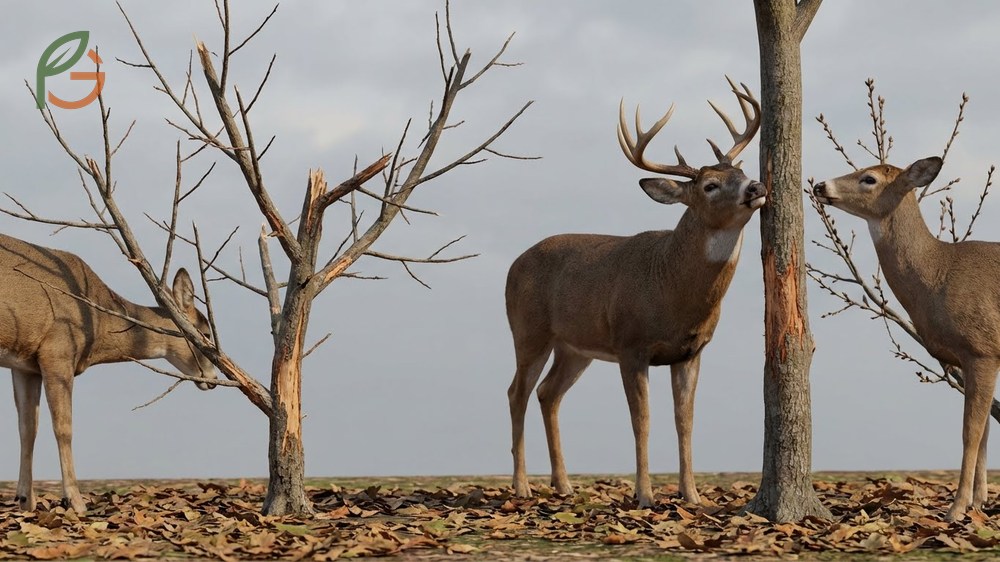 Do deer eat peach trees is a common concern that requires 8 foot fences or individual 6 foot cages.