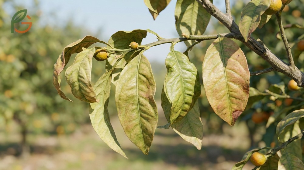 Leaf curl disease usually results from sap-sucking pests or environmental stress rather than fungal infection.