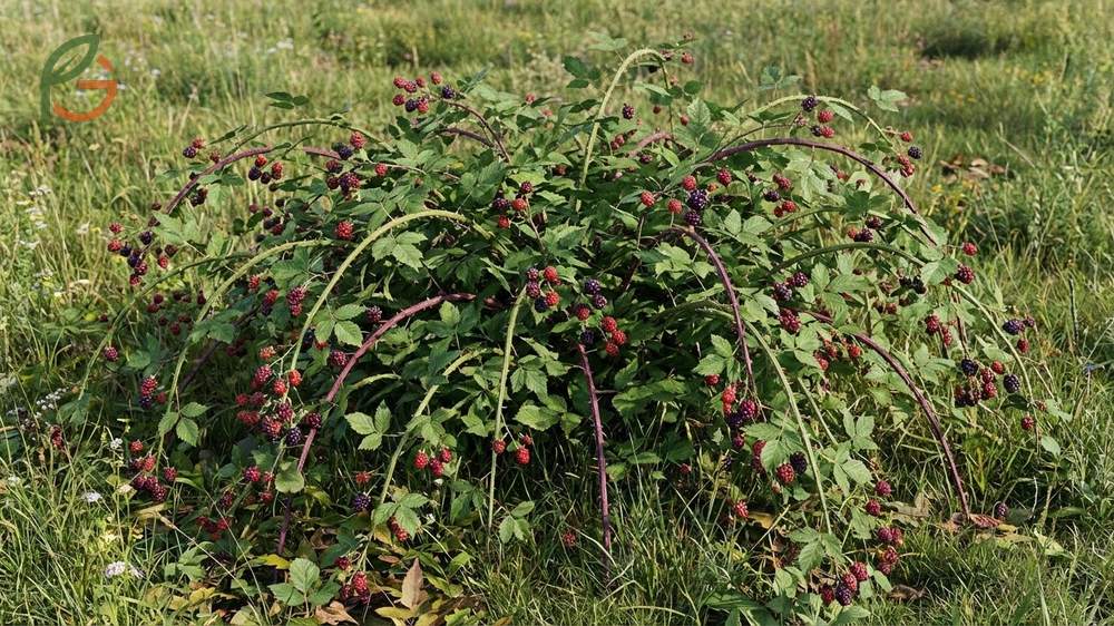 What does a blackberry bush look like with dense thorny canes and compound leaves arranged in groups of three.