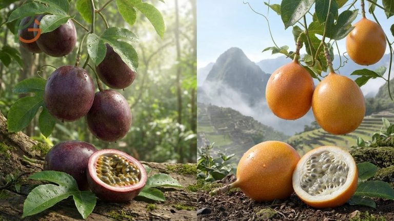 Granadilla and passion fruit comparison showing distinct differences in skin color, origin, and growing elevations.