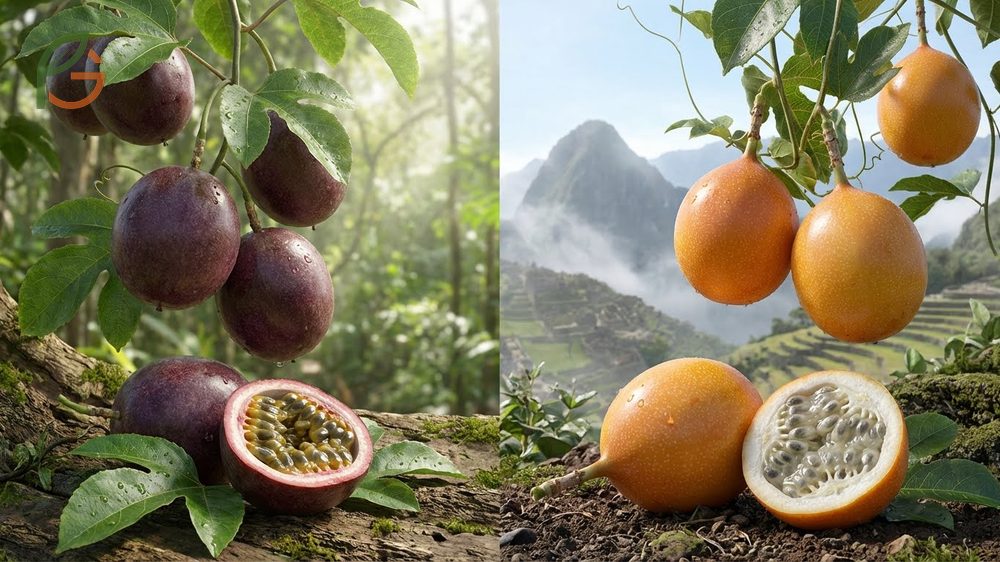 Granadilla and passion fruit comparison showing distinct differences in skin color, origin, and growing elevations.