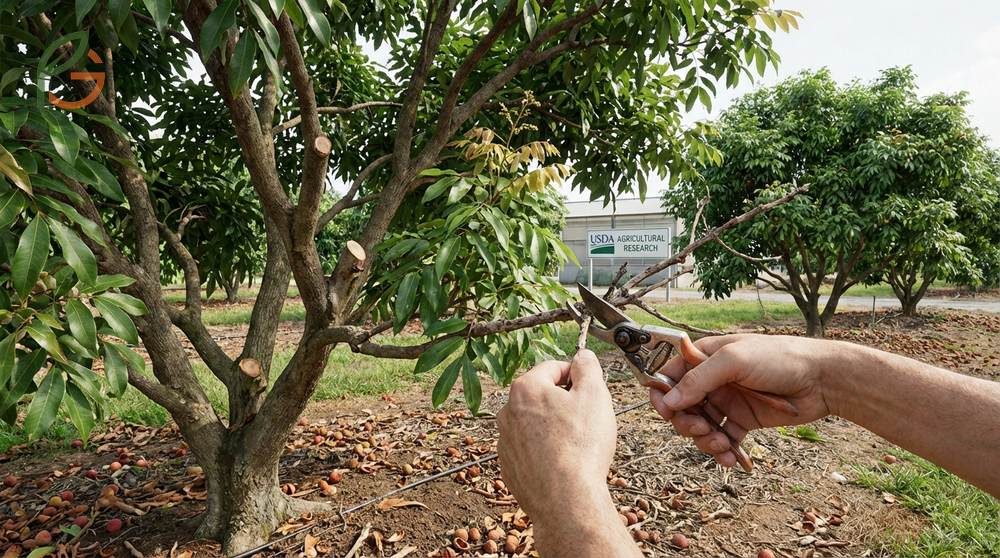 Pruning and pest management for lychee trees to control webworms and maintain canopy airflow.