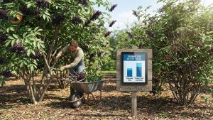 Pruning Elderberry Bushes for Better Yields