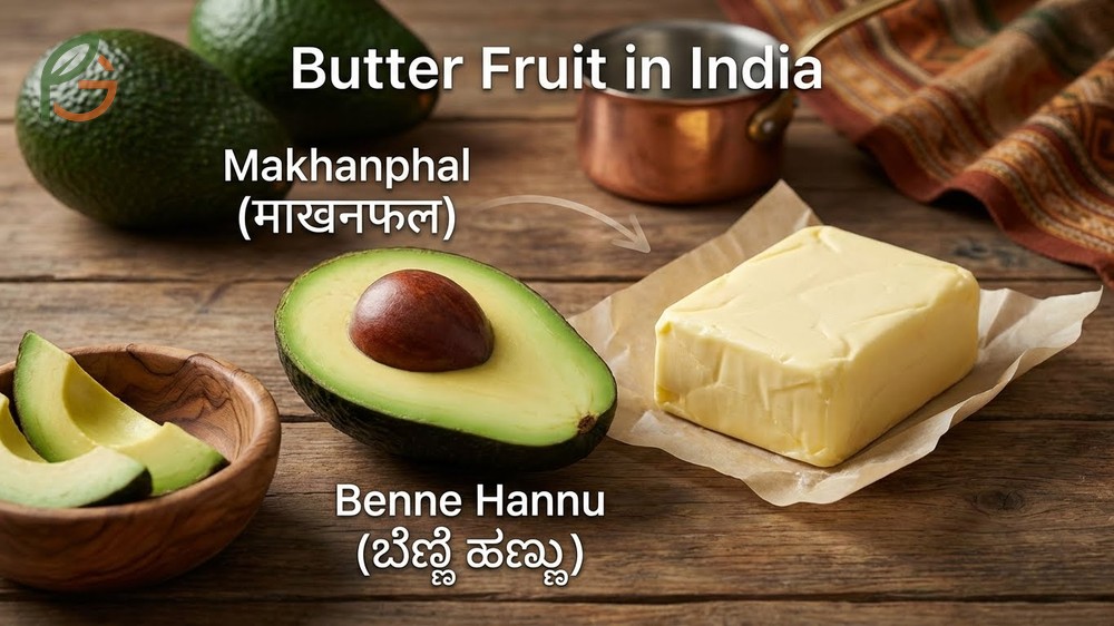 Avocado names across India including Makhanphal in Hindi and Benne Hannu in Kannada reflecting butter fruit.