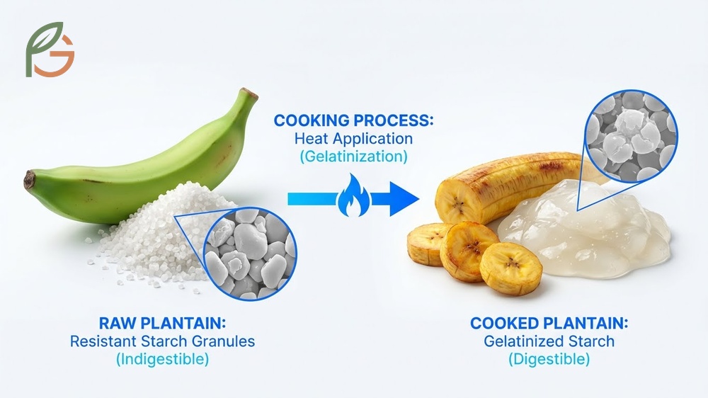 Starchy plantain characteristics featuring firm texture and over 60 percent starch content that requires heat to digest.
