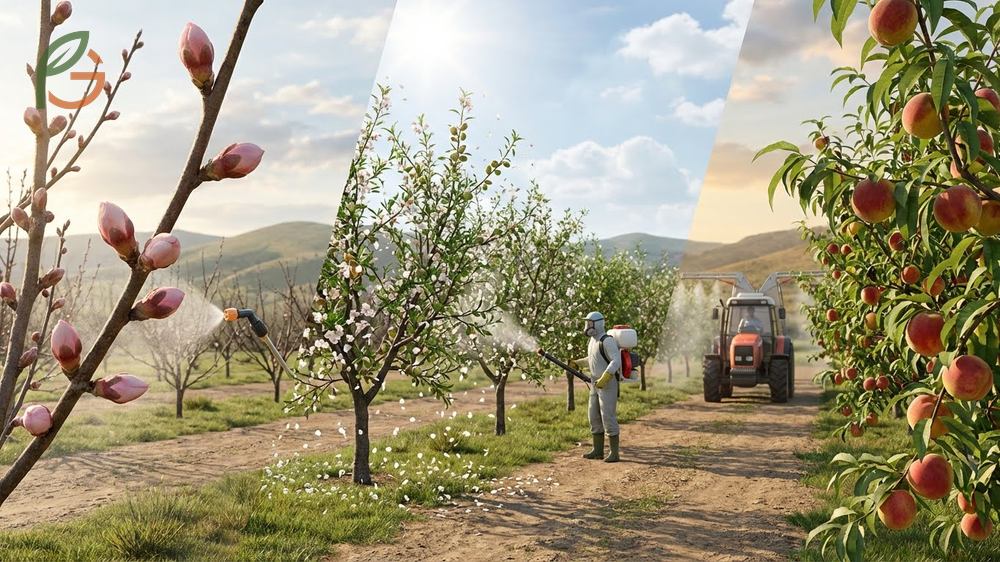 Peach brown rot treatment schedule coordinates sprays from pink bud stage through harvest to protect susceptible fruit tissue.