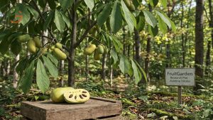 Asimina Triloba Paw Paw: Complete Growing Guide & Care Tips