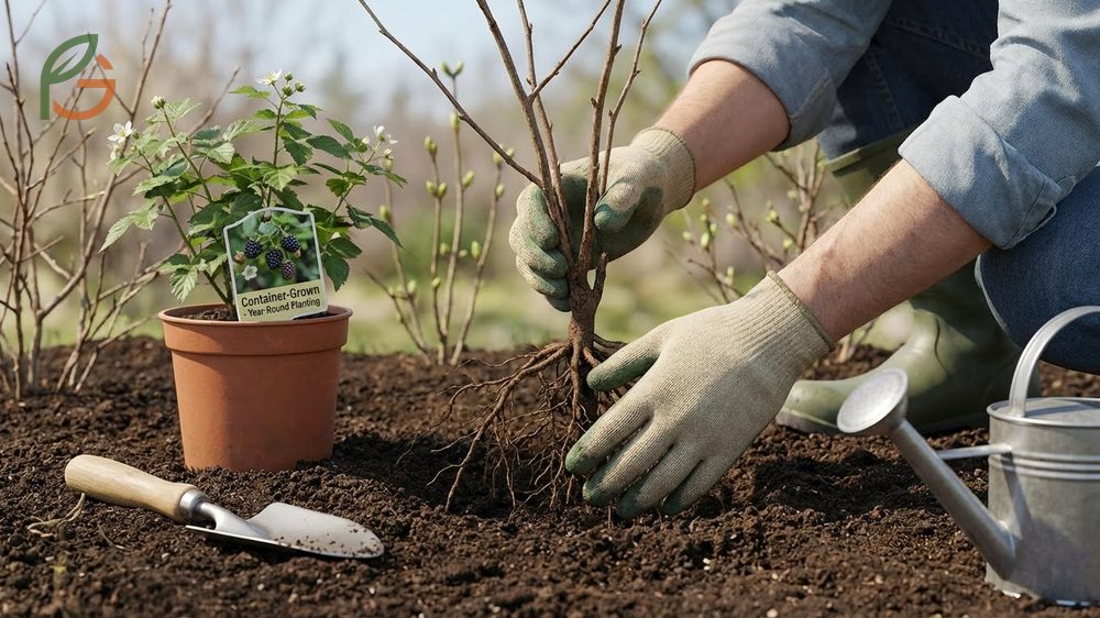 How to plant blackberry bushes involves digging wide holes and mixing compost into the soil during early spring.