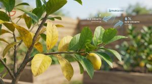 Lemon Tree Yellow Leaves: Diagnosis & Treatment