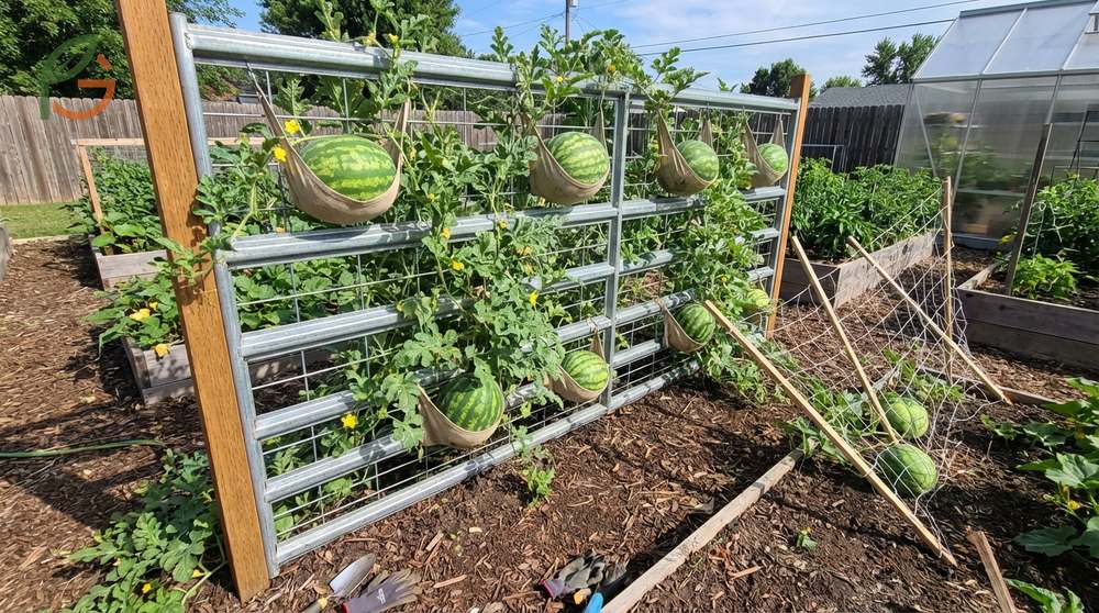 Trellis for watermelons should use heavy cattle panels or fencing standing 6 to 8 feet tall for support.
