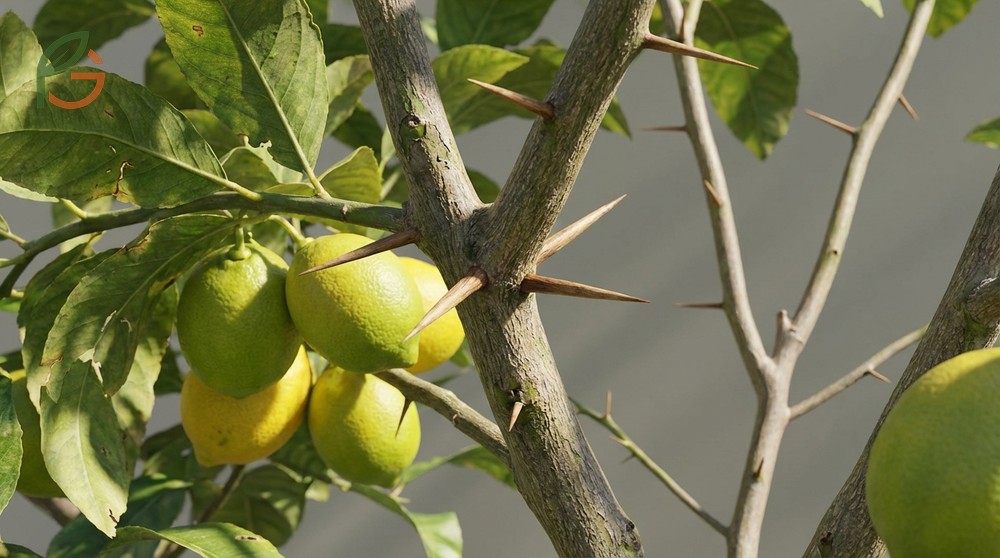 Sharp thorns appear on the nodes of new growth on Meyer lemons and other citrus varieties for protection.