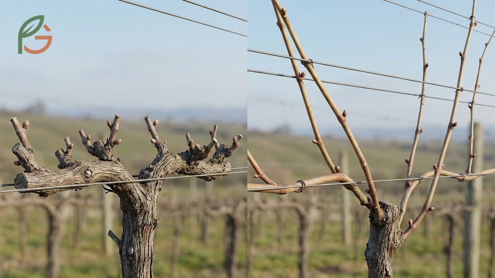 Cane pruning vs spur pruning fundamental differences showing dormant wood cutting techniques and renewal decisions.